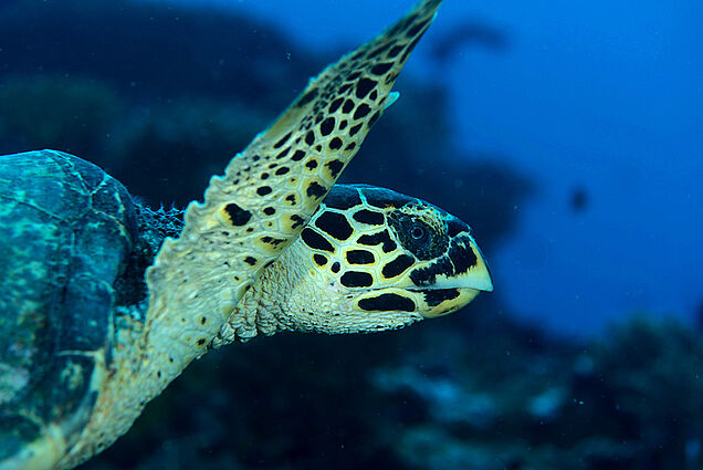 Sea Turtle during diving tour in Fiji