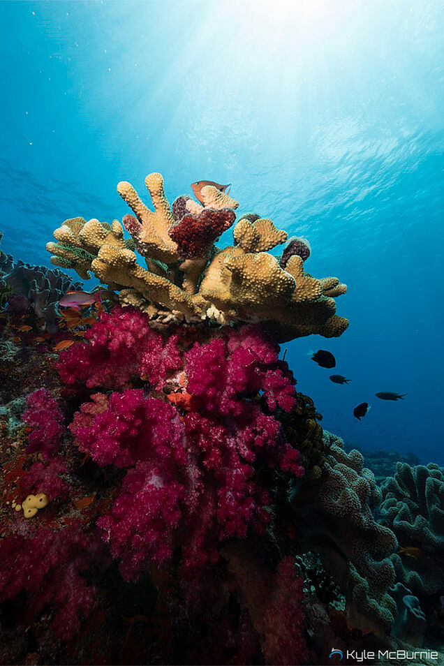 Coral Tree during reef diving in Fiji