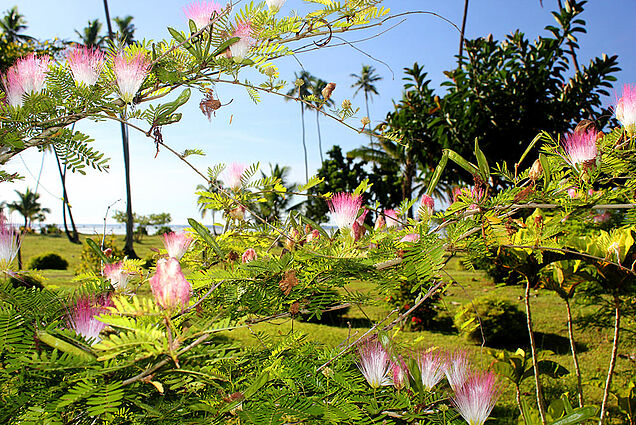 Flower garden at SigaSiga Sands Resort