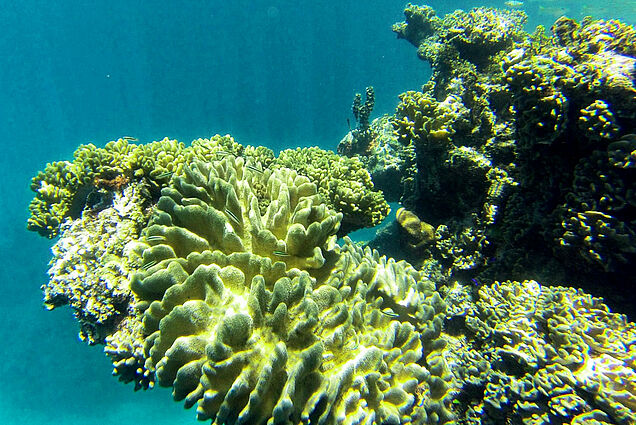 Beautful coral reef on Scuba-Diving tour