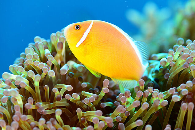 Orange fish seen while diving in Fiji
