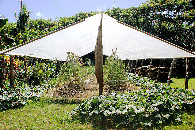 Sustainable organic food garden in Fiji