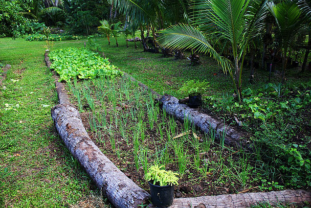 Organic vegetable garden in Fiji