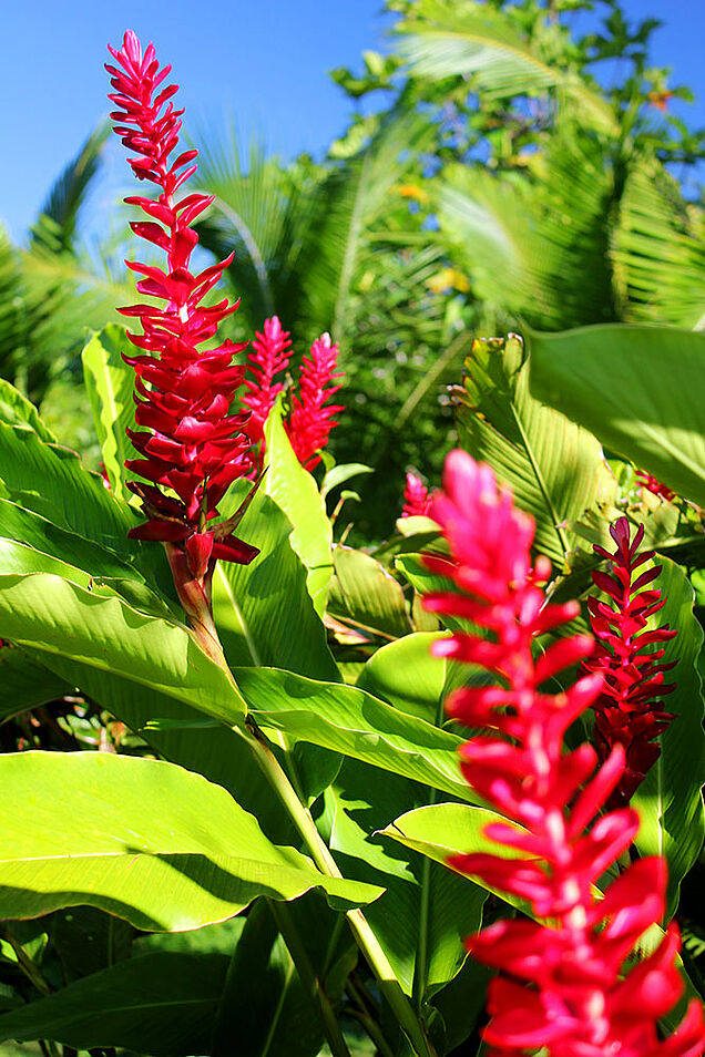 SigaSiga Sands paradise flower garden