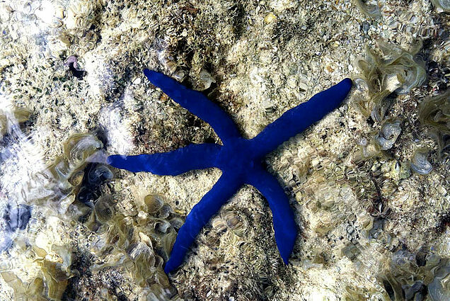 Blue Seastar seen during reef snorkeling