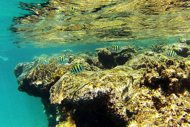 See colorful fishes at the reef during snorkel trip