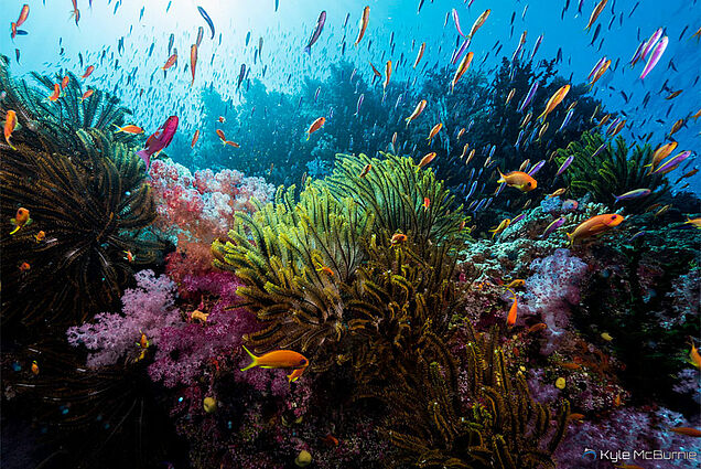 Beautiful corals on diving experience in Fiji