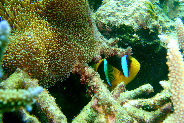 Clown fish seen during diving tour at SigaSiga reef