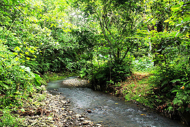 Clear water river in Fiji jungle