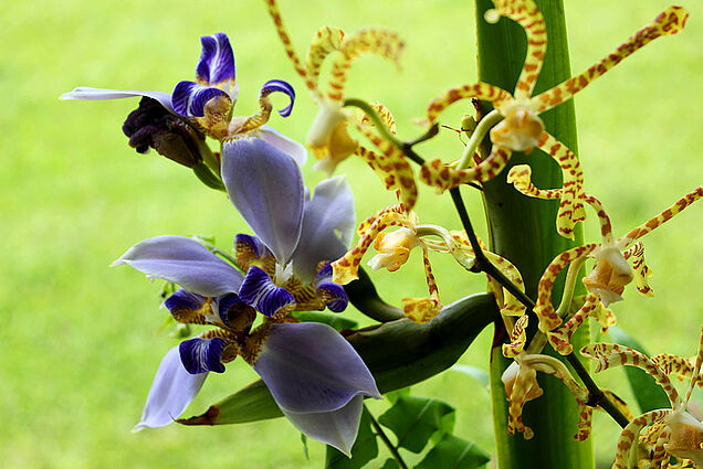 Orchids growing in our garden