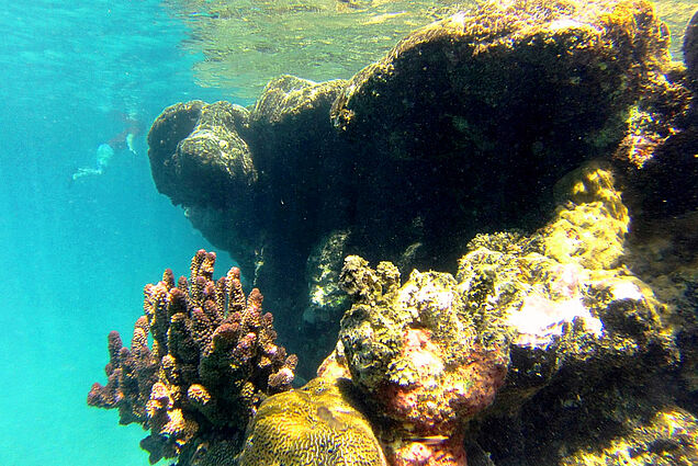 Fiji Reef Scuba-Diving