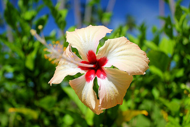 The colorful flower garden of SigaSiga Sands Resort