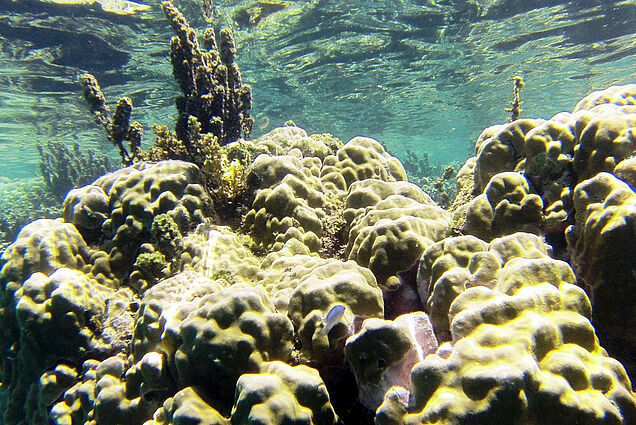 Untouched coral reef on Scuba-Diving tour
